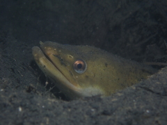 European Eel photo 6