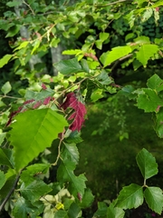 Acalitus longisetosus