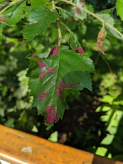 Acalitus longisetosus