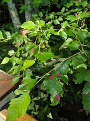 Acalitus longisetosus