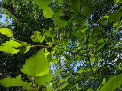 Acalitus longisetosus