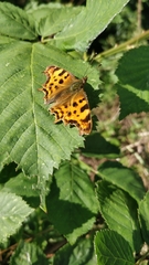 Polygonia c-album