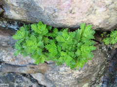 Osmitopsis dentata