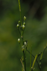 Cardamine occidentalis