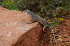 Cophosaurus texanus scitulus