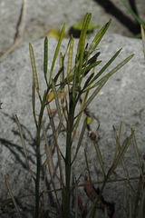 Cardamine occidentalis