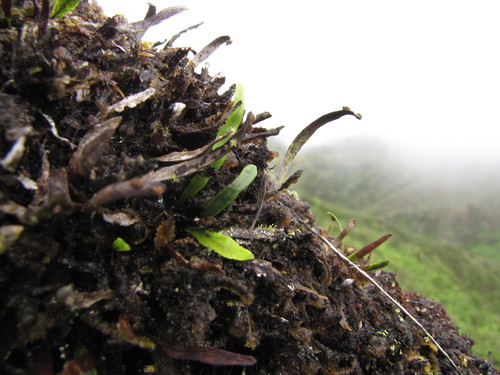 Adenophorus tenellus
