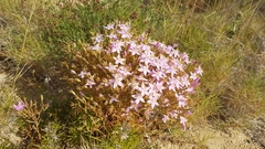 Centaurium quadrifolium