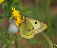 Colias hyale