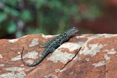 Sceloporus clarkii vallaris