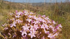 Centaurium quadrifolium