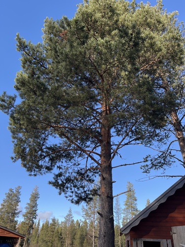 Scots pine