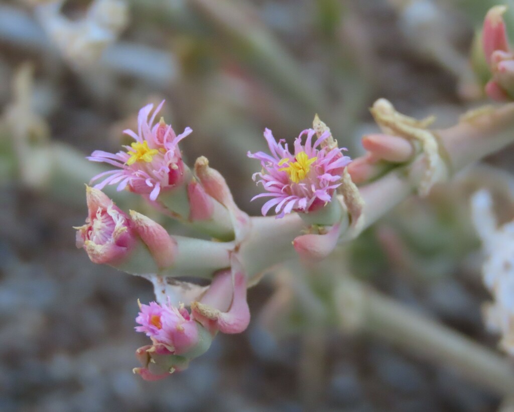 Mesembryanthemum articulatum, Luderitz, !Karas, Namibia
