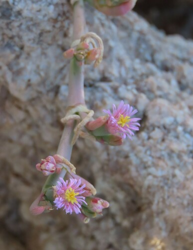 Image of Mesembryanthemum articulatum by no rights reserved