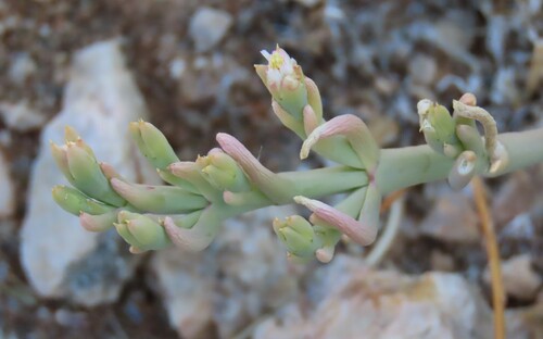 Mesembryanthemum articulatum