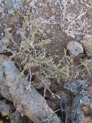 Mesembryanthemum articulatum