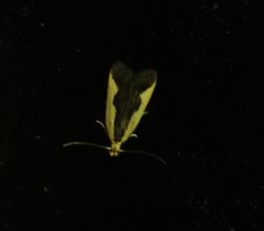 Dichomeris inserrata