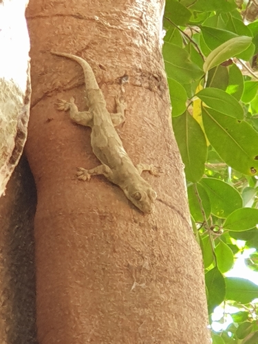 Bark Gecko