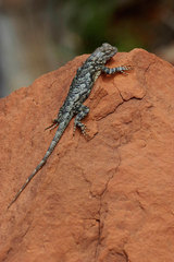 Sceloporus clarkii vallaris