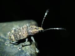 Rawasia ritsemae