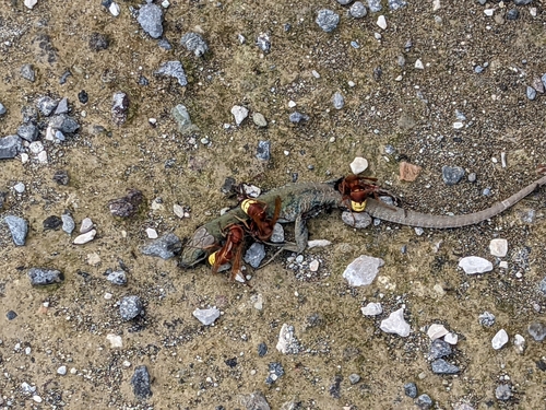 Oriental Hornet, 80046 San Giorgio a Cremano NA, Italia, photo 8 of 10
