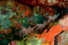 Rhynchocinetes durbanensis