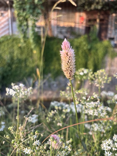 Quail Grass