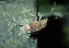 Rawasia ritsemae