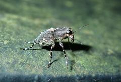 Sphinctotropis paviei