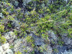 Piptatheropsis pungens