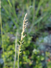 Piptatheropsis pungens