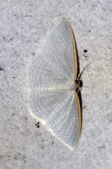 Poecilasthena oceanias
