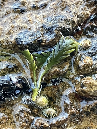 Image of Caulerpa scalpelliformis by (c) ttsquid, some rights reserved (CC BY)