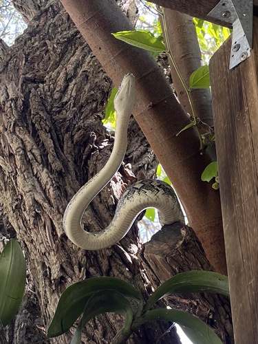 Coastal Carpet Python sighting