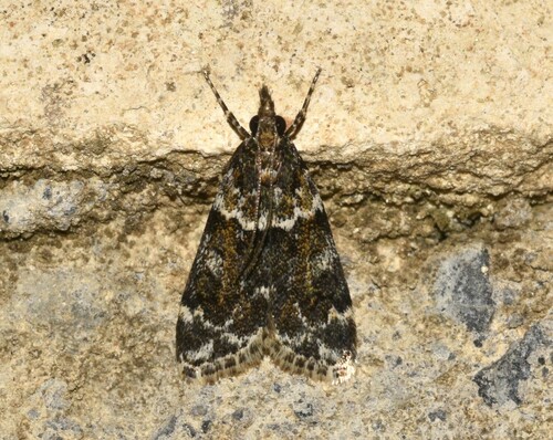 Eudonia speideli thumbnail