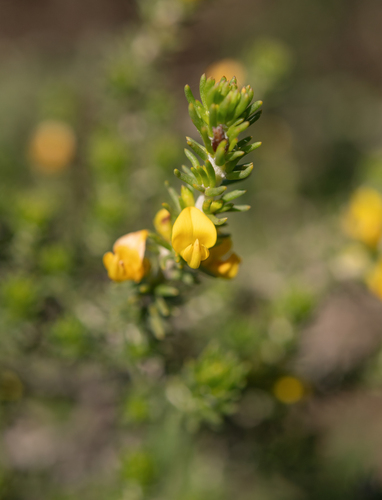 Thickleaf Capegorse (Aspalathus pinguis)