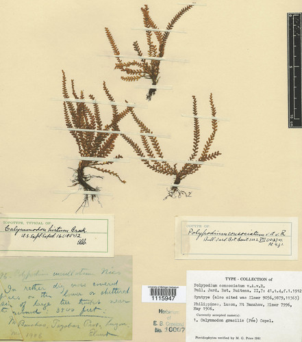 Calymmodon gracilis · iNaturalist