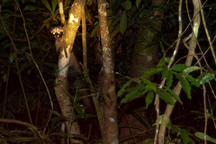 Paradoxurus musangus