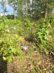 Wahlenbergia marginata