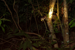 Paradoxurus musangus