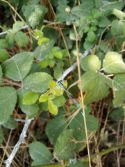 Platycnemis pennipes