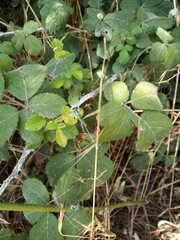 Platycnemis pennipes