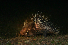 Hystrix brachyura