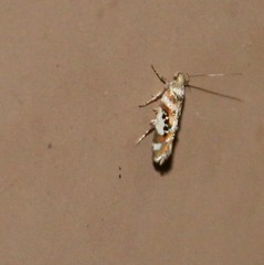 Aristotelia elegantella