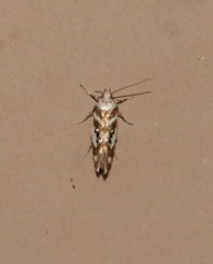 Aristotelia elegantella