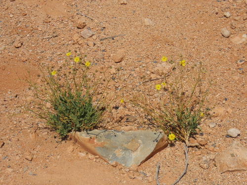 Image of Osteospermum microcarpum by no rights reserved