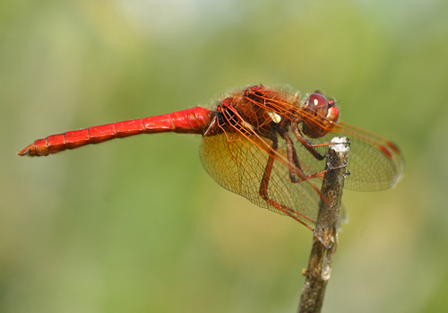 Cardinal Meadowhawk