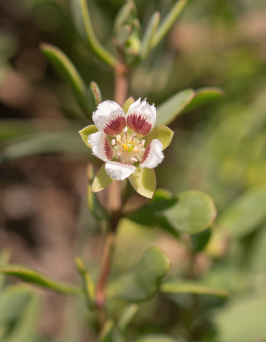 Roepera sessilifolia (Roepera sessilifolia)