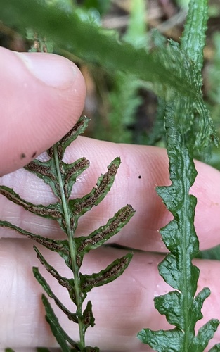 Image of Mokimoki (Blechnum molle) by (c) nick_goldwater, some rights reserved (CC BY)