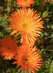 Lampranthus aureus, photograph (c) Morten Ross, some rights reserved (CC BY)